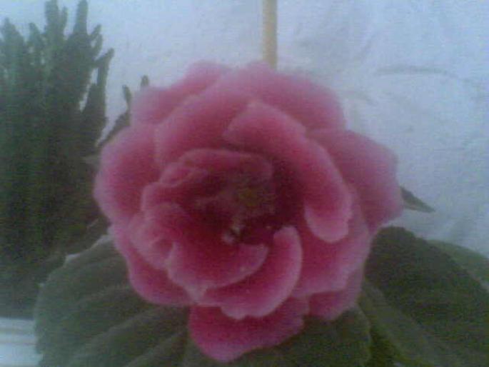 22-07-08_203730; gloxinia
