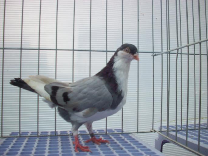 tardiv-2008- nr.9 - Pui 2008