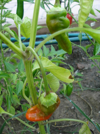 Padron Peppers (2009, August 11) - Padron Pepper