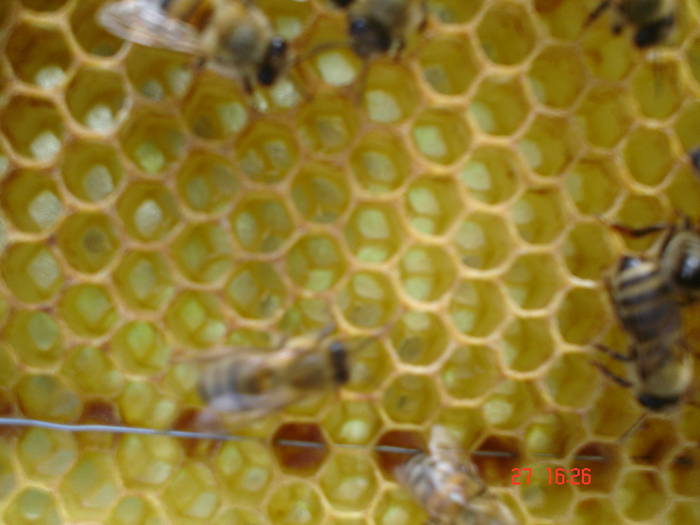 DSC05917 - albine alte noutati