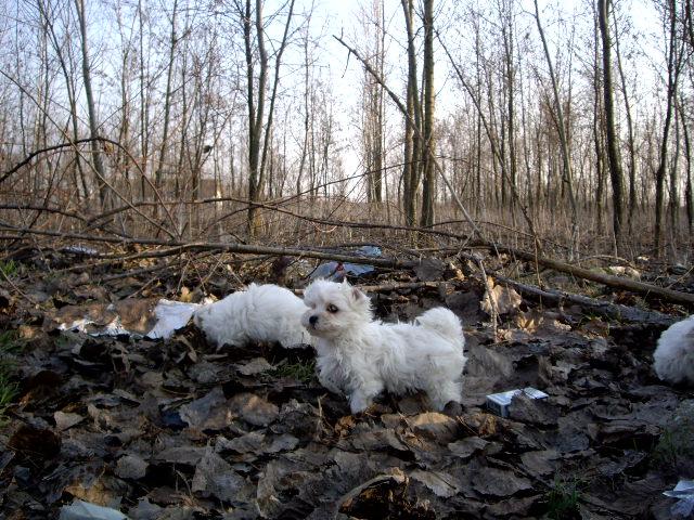 Bichon Maltese; In drum spre noile case
