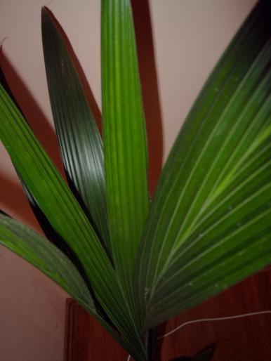 frunze cocos. - Plantele mele de interior