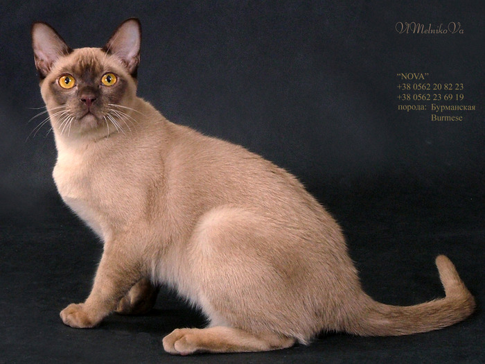 D_311 - Desktop Pisici