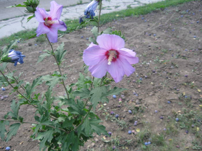 HIBISCUS DE GRADINA - FLORI