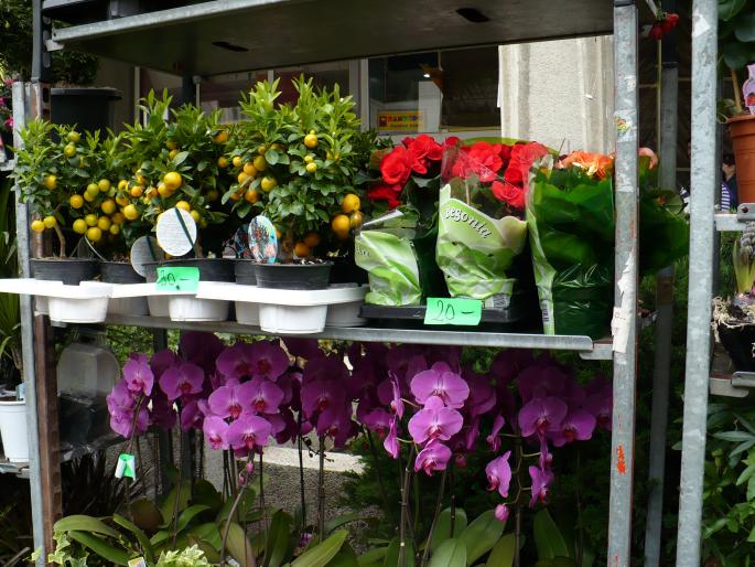 P1010231 - Pitesti 19 aprilie 2008 - I