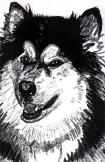 Alaskan Malamute1 - NET grafica caini