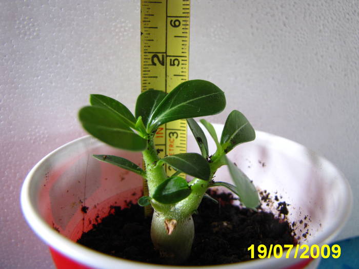 Adenium 19 iul 2009