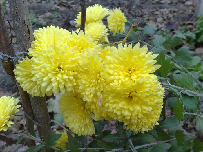 galbena_5 lei - crizantemele mele
