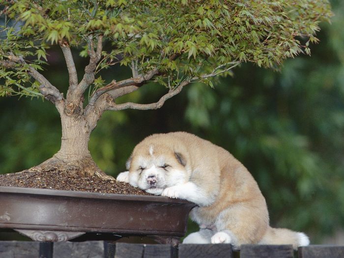 Young Akita Asleep Under a Bonsai - Wallpapers Premium