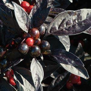 Black Pearl_Ornamental Pepper