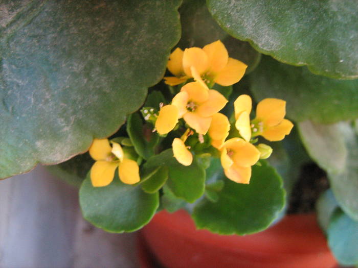 IMG_3334 - floricele