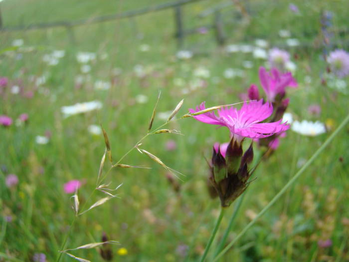 DSC03883 - Concediu 2009