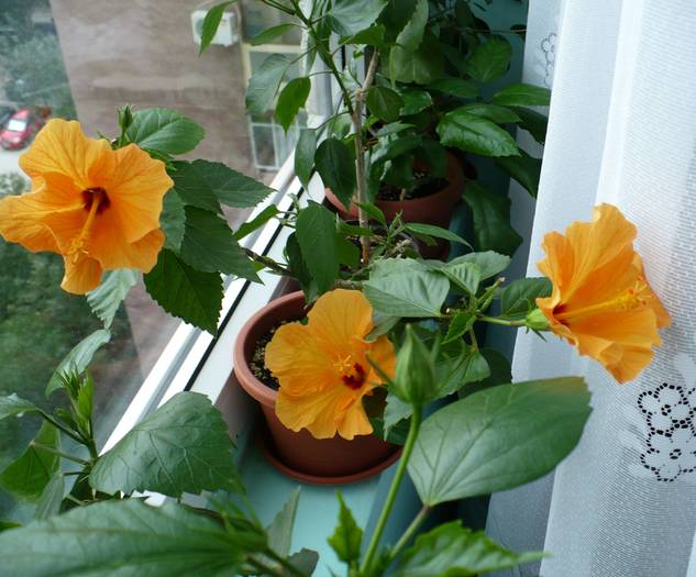 P1140558 - HIBISCUSI
