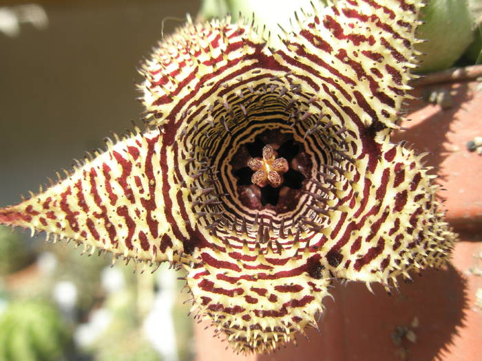 Huernia stapelioides - macro floare - Asclepidiacee 2009