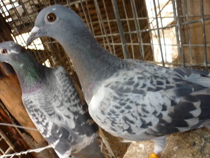 otetionut-340024 .2009