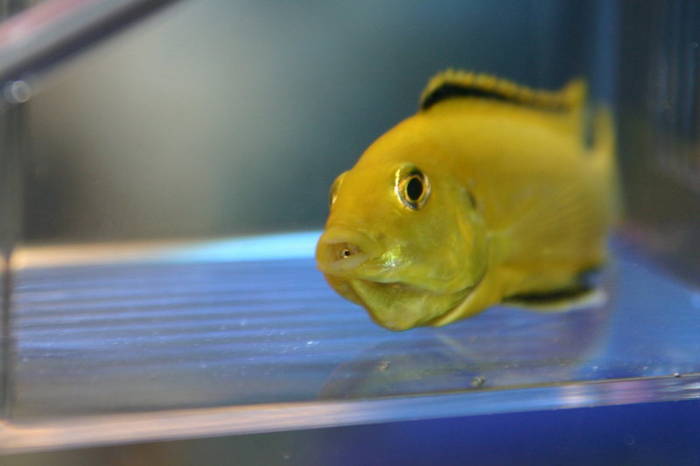 CRW_6261 - African Cichlid