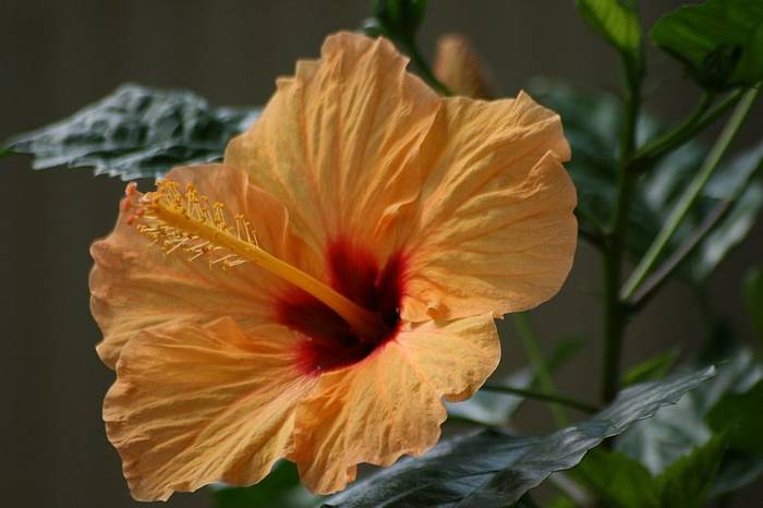 Hibiscus - plante 2009