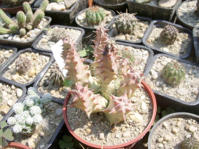 Huernia macrocarpa - Asclepiadaceae