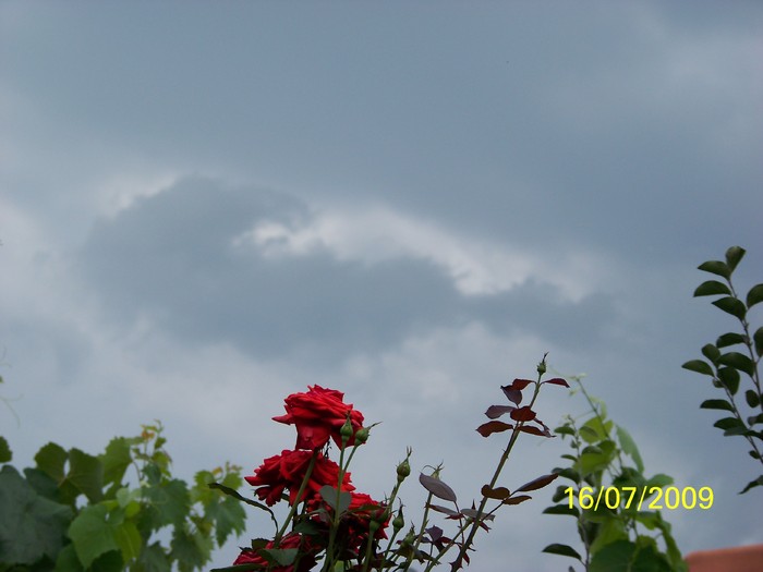 100_7884 - Iulie 2