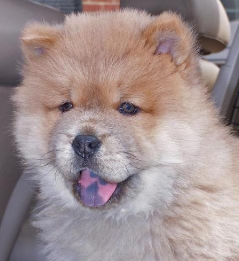 puiutz chow chow 10