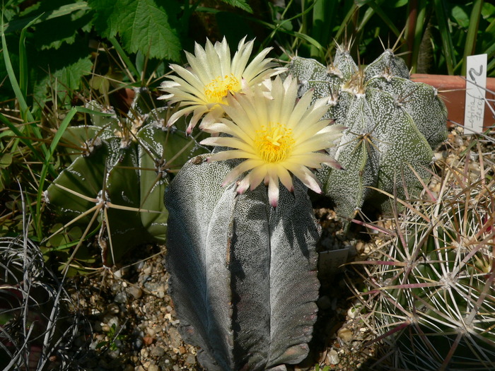 astrophytum_myriostigma_v.columnare - genul Astrophytum