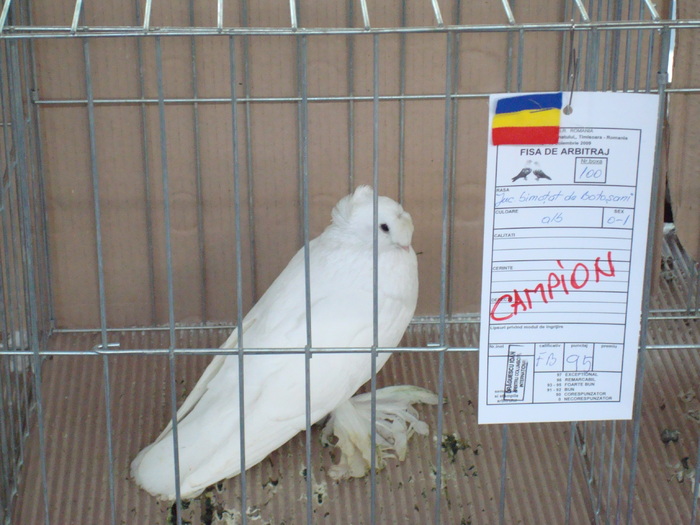 DSC04909 - Campioni de toate rasele la Expo Fauna Banatului 2009 Timisoara