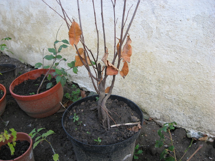 malin - viitori bonsai