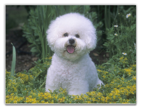 bichon_frise_a_cecd - bichoni