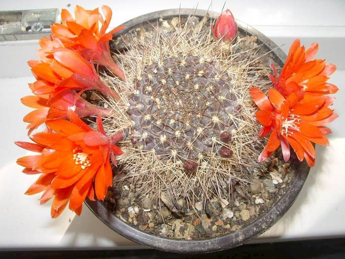 Rebutia rubiginosa Lau 402 - Rebutia