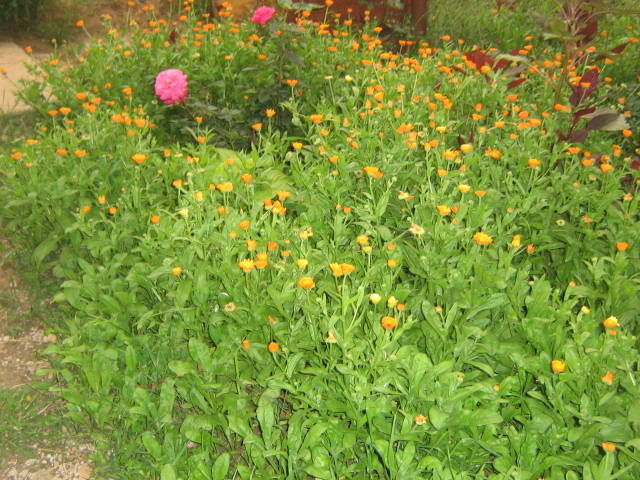 flori 195