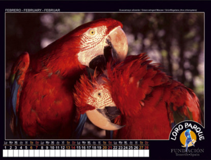 kalendar_Loro%20Parque_2010_rozely[1] - Papagali Deosebiti