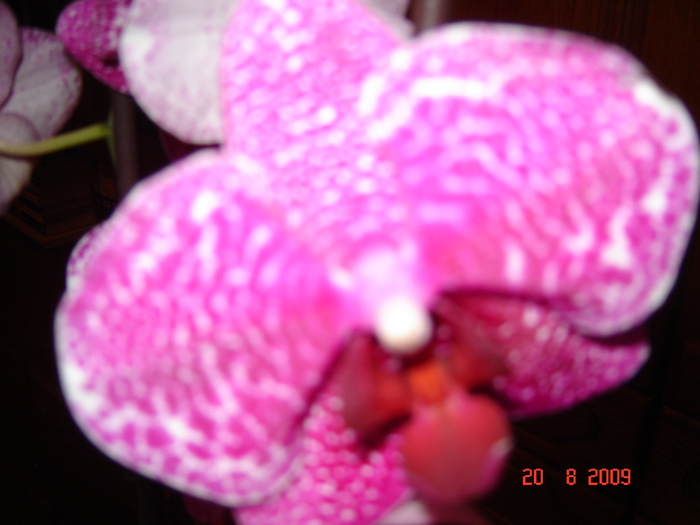 DSC02588 - flori