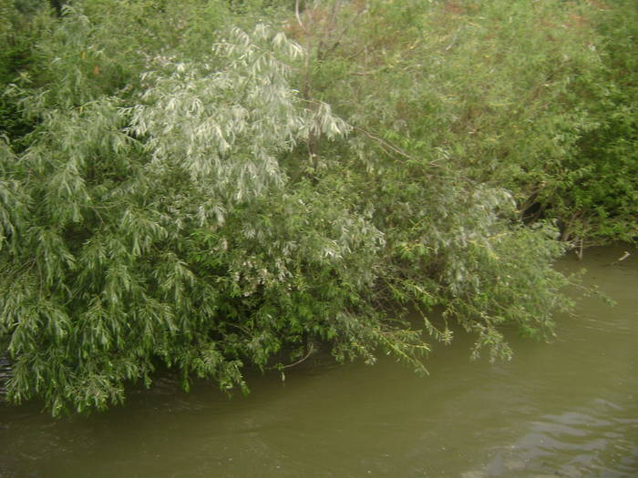 excursie delta dunarii 5062009 111 - EXCURSIE  in DELTA