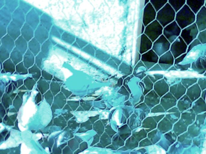 IMG0105A - porumbei-0728444458