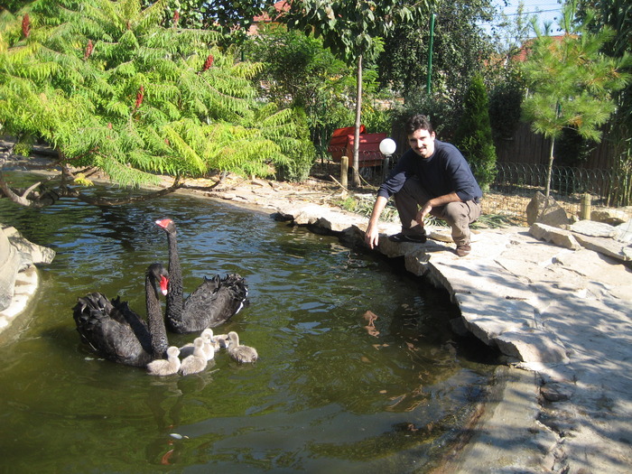 PUI DIN 2006; PRIMELE PUI DE LEBEDE NEGRE DIN ROMANIA
