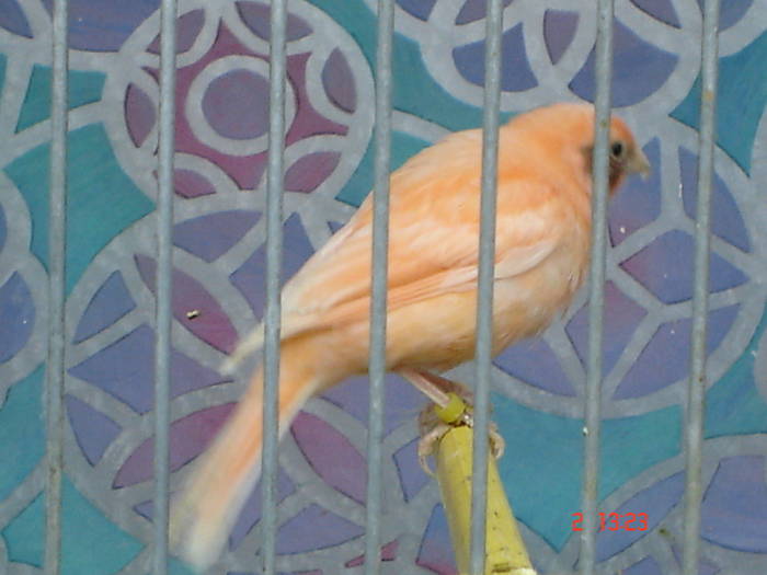 DSC04297 - PUI CANARI 2009