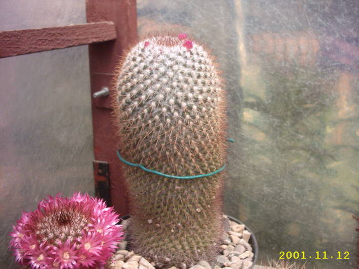 81-Mammillaria obconela - cactusi