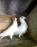 dragon de cluj - X-TODAS LAS RASAS DE PALOMAS EN EL MUNDO