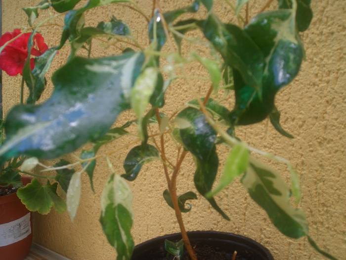 ficus benjeamin - plantele mele de interior