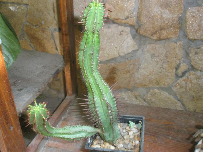 Euphorbia - Suculente 2008