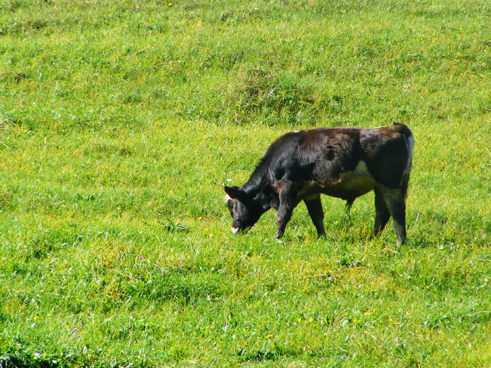 DSCF6278 - muntii Rodnei