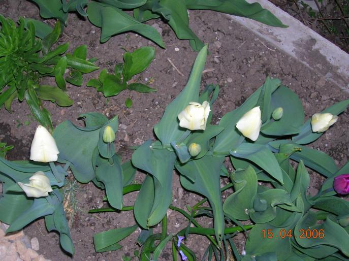 lalele 5 - flori de primavara si pisici