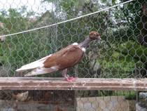 gat golas - X-TODAS LAS RASAS DE PALOMAS EN EL MUNDO