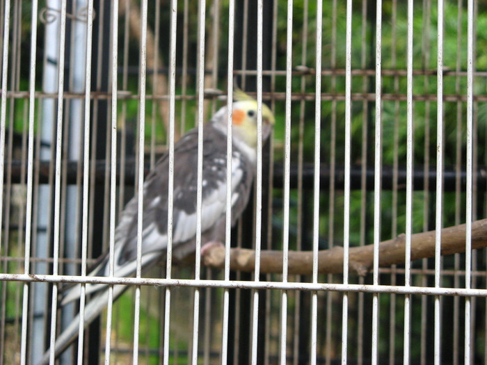 IMG_0264 - 2_1 - Kuala Lumpur Bird Park