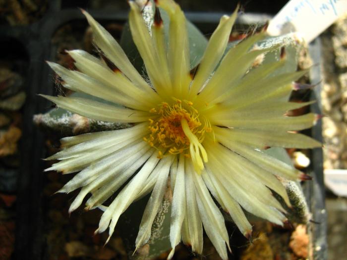 Astro.myriostigma hb.-floare - Astrophytum