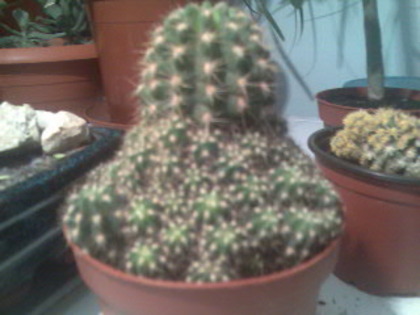 Img050 - cactusi si suculente-2009