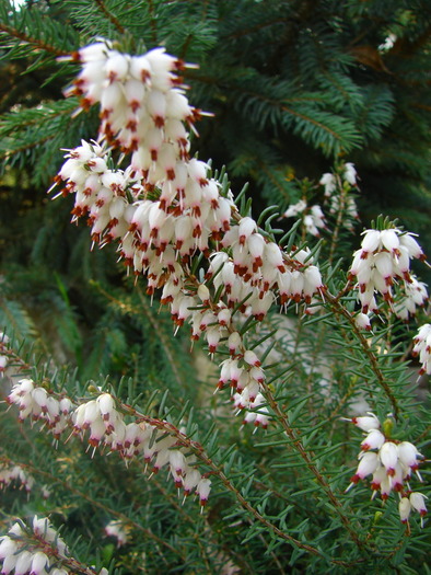 Flori de Bucegi (erica darleyensis)
