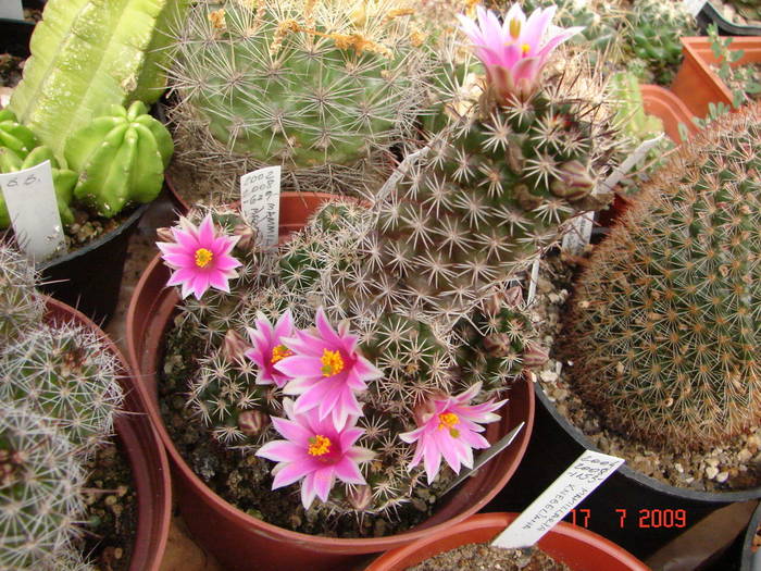 DSC06432