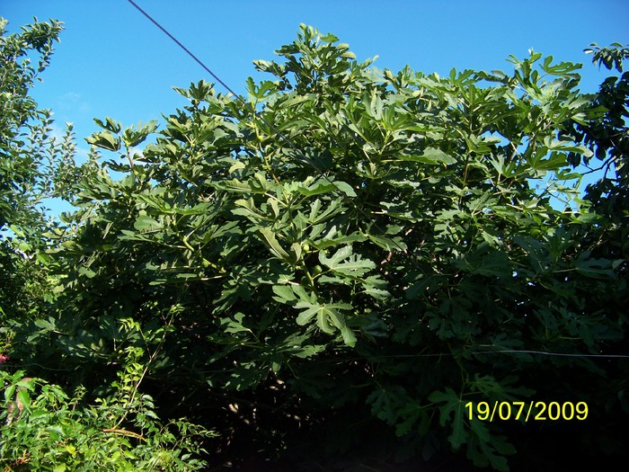 100_8183 - Iulie 2