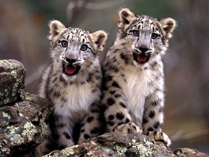 Double_Trouble_Snow_Leapord_Cubs - toate animalele